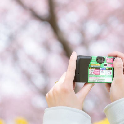 使い捨てカメラで桜の撮影をする様子の写真