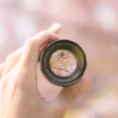 レンズ越しに映る桜の写真
