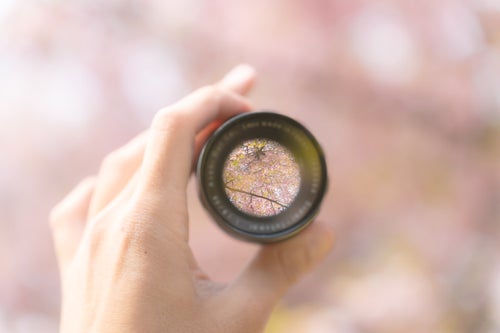 レンズ越しに映る桜の写真