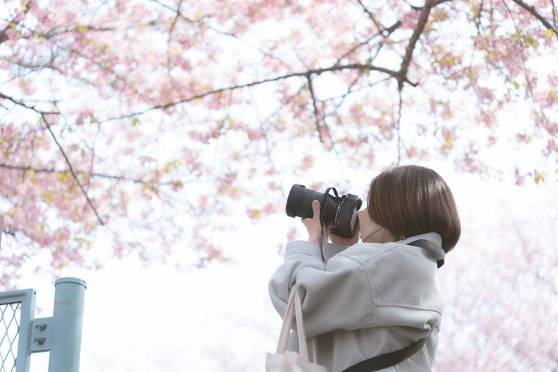 デジタルカメラで桜を撮影する女性の写真