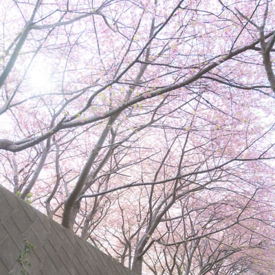 擁壁の上の桜並木の写真