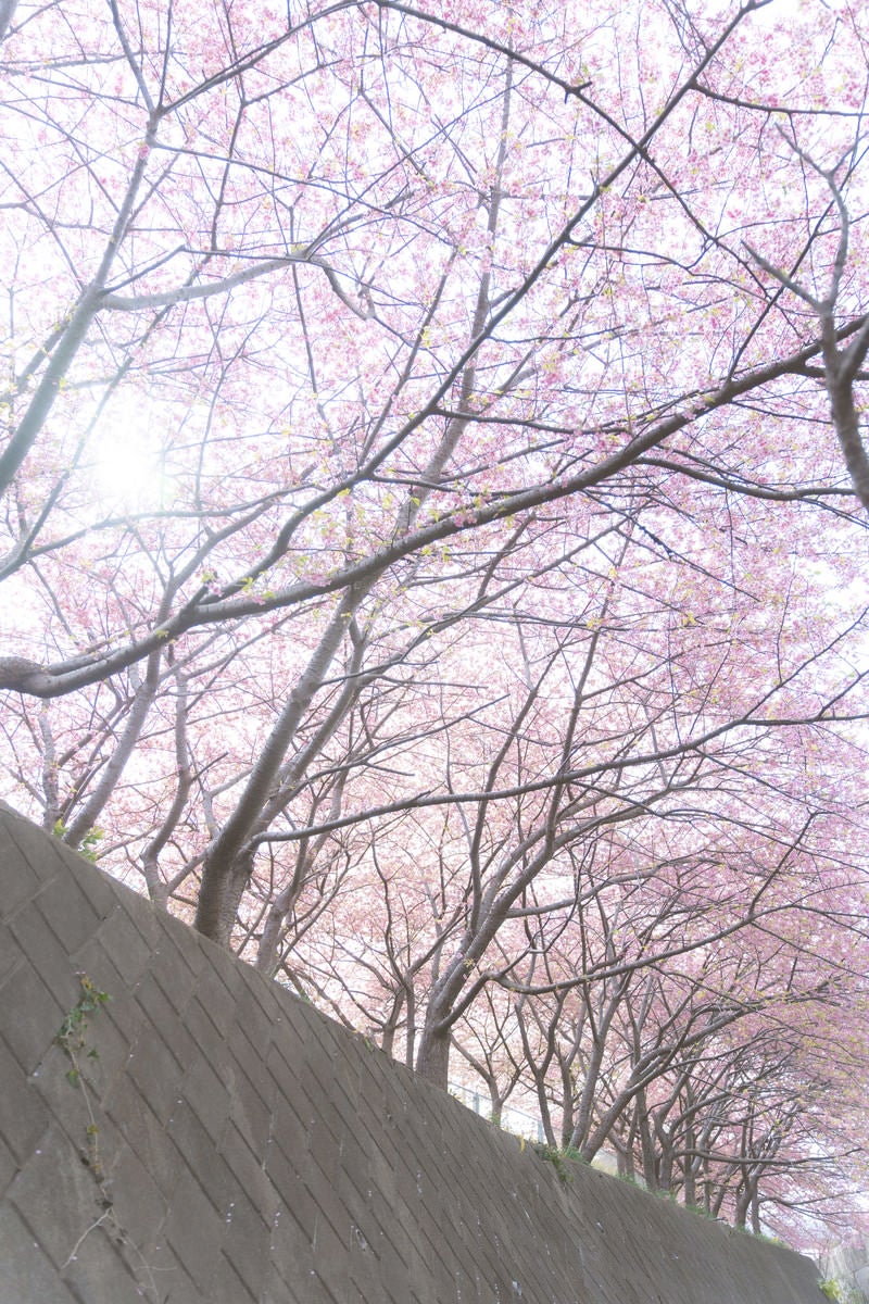 「擁壁の上の桜並木」の写真