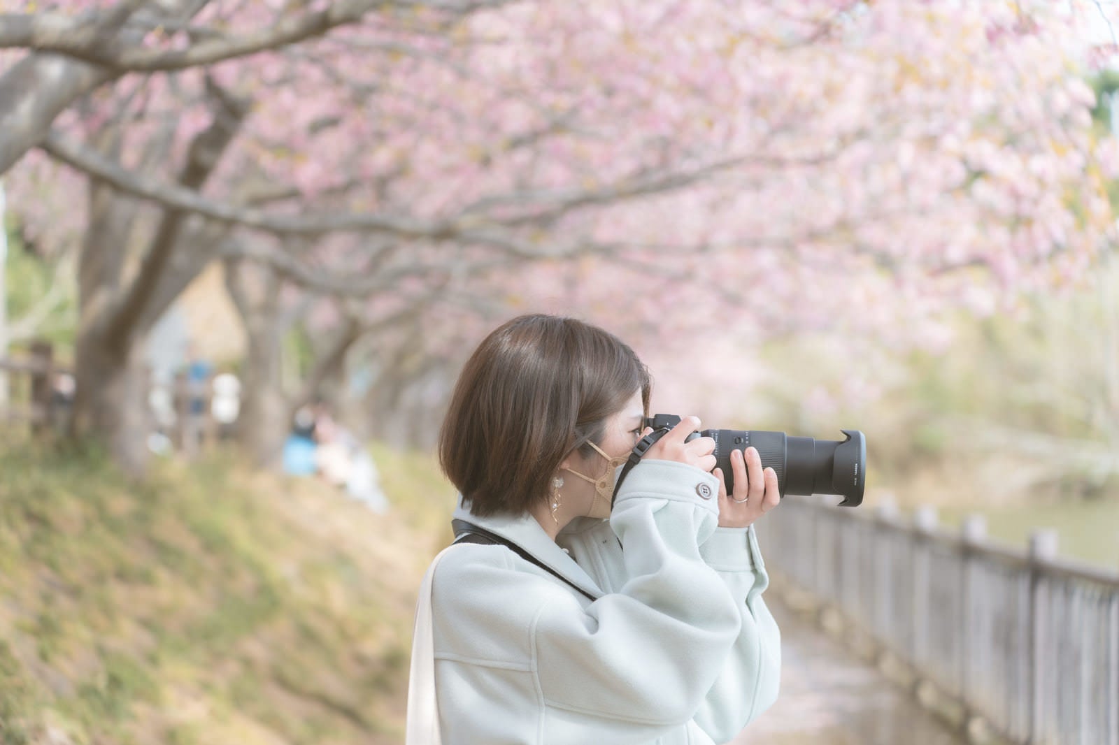 Woman Looking Through DSLR Camera Under Cherry Blossoms - free stock photo