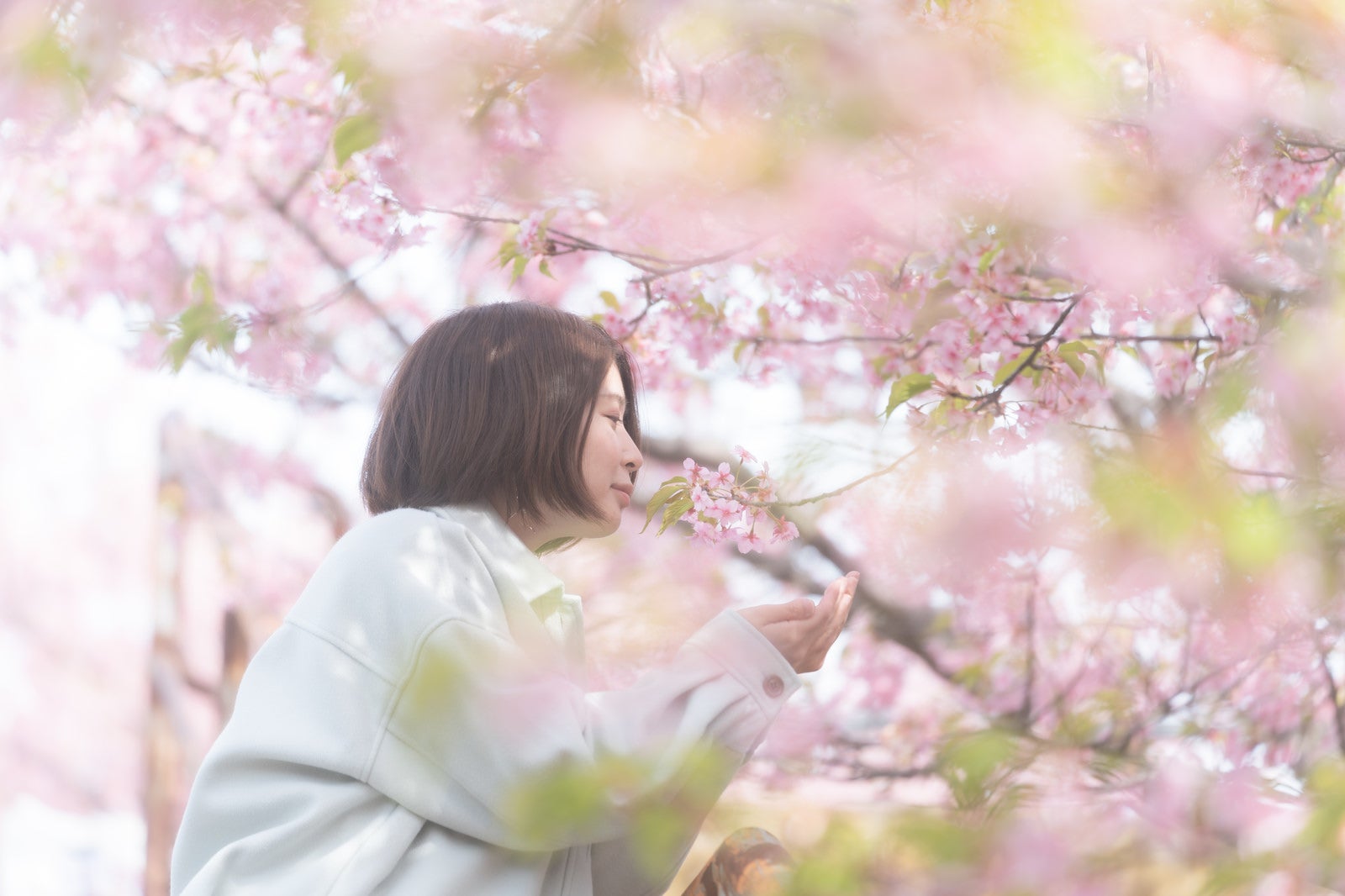 「桜の花を嗅ぐ女性」の写真