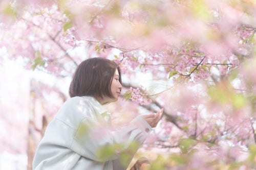 桜の花を嗅ぐ女性の写真