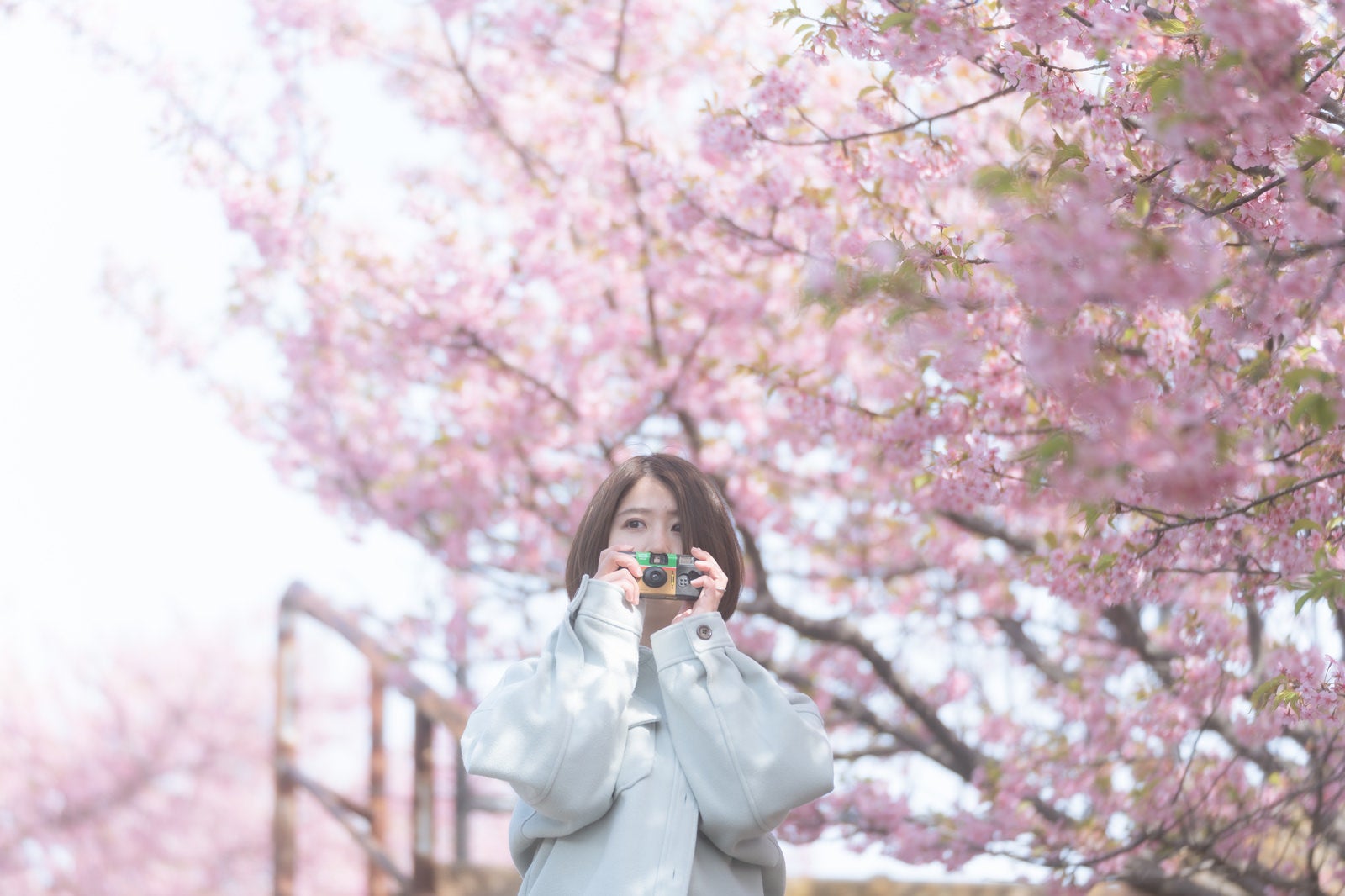 Cameraman Searching for Subjects Under Cherry Blossom Trees - free stock photo
