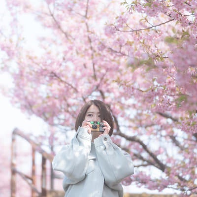 満開の桜の木の下で被写体を探すカメラ女子の写真