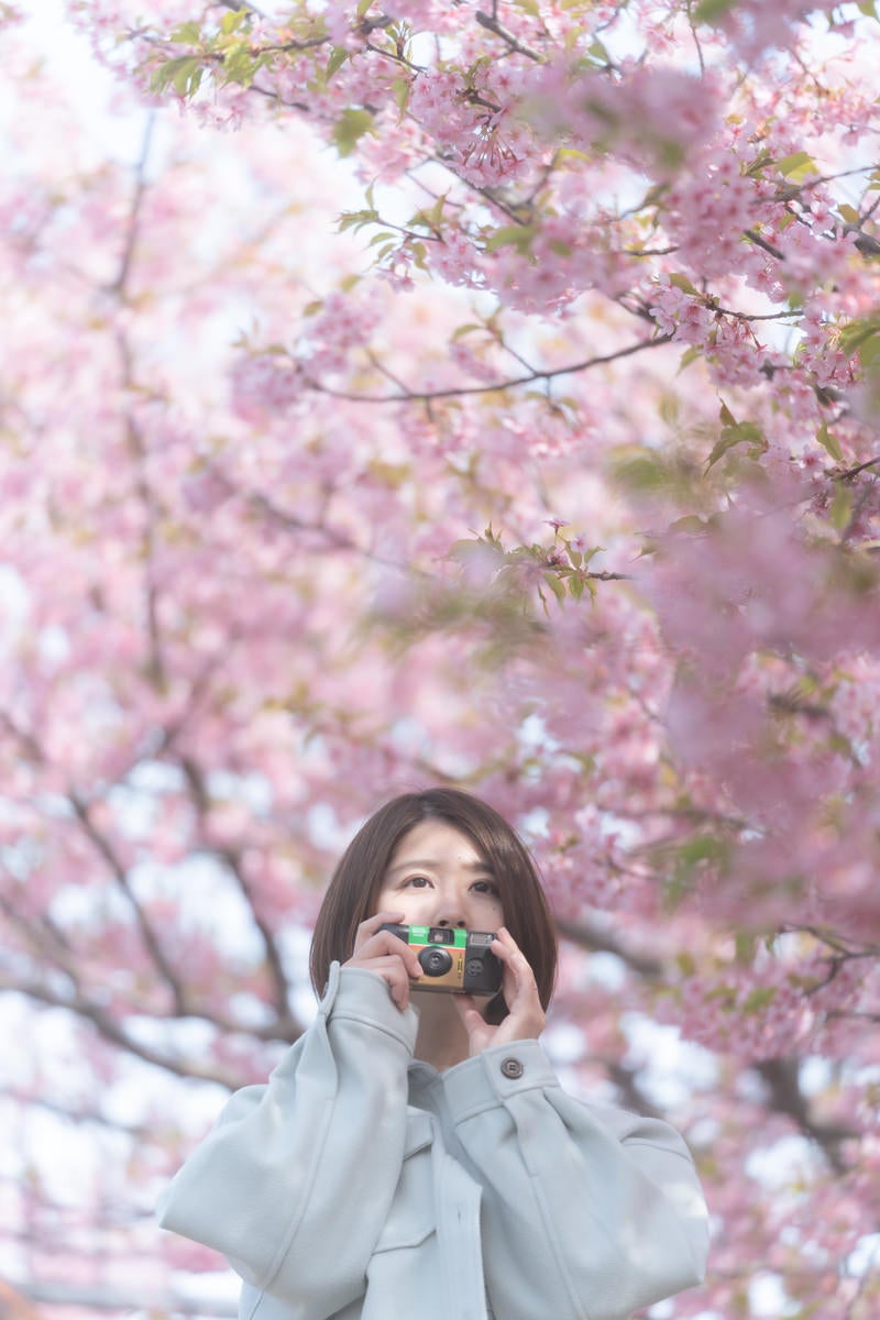 「満開の桜とカメラ女子」の写真