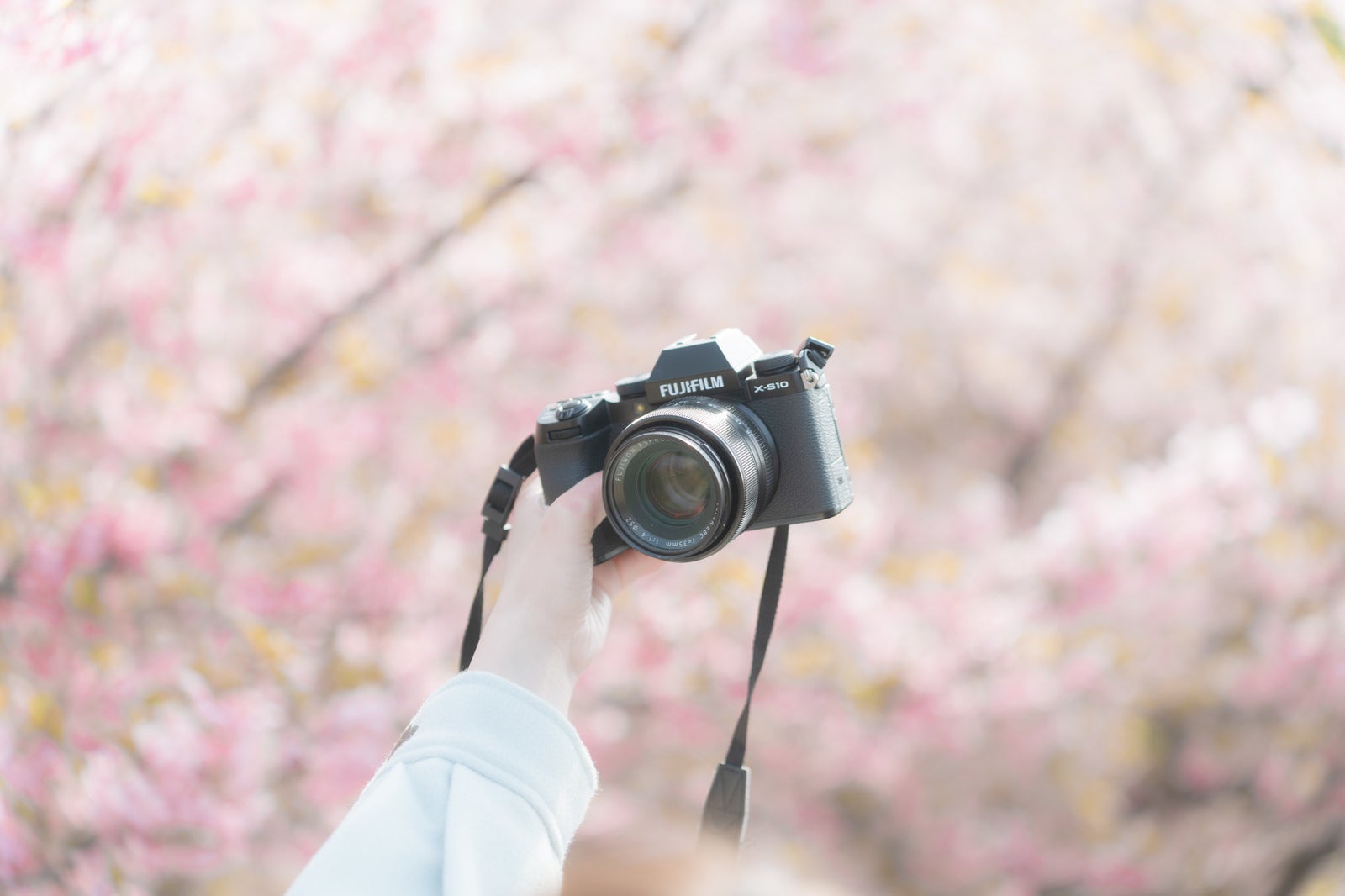 「満開の桜並木と一眼カメラで自撮り」の写真