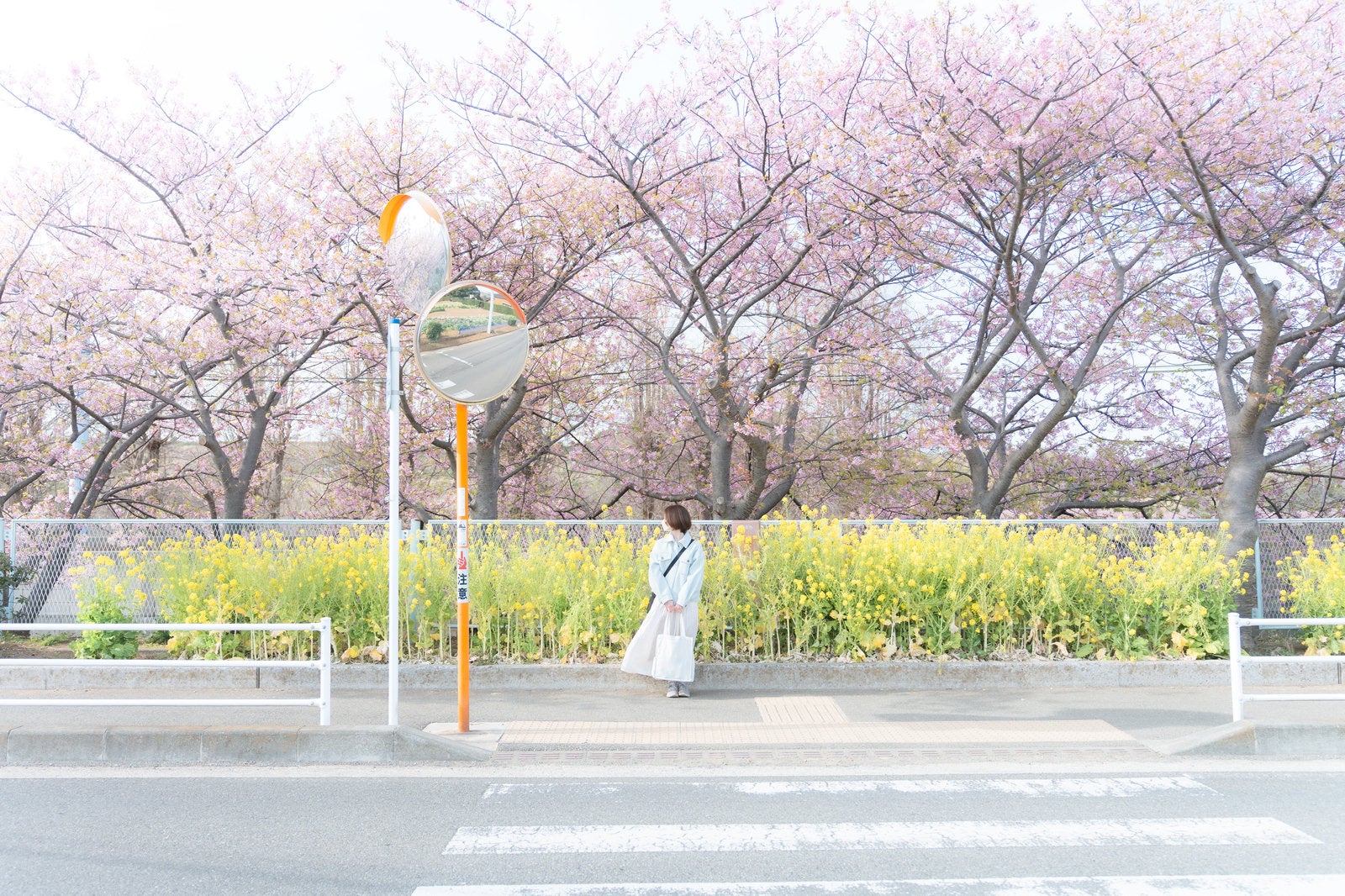 「菜の花の前でタクシー待ちする女性」の写真