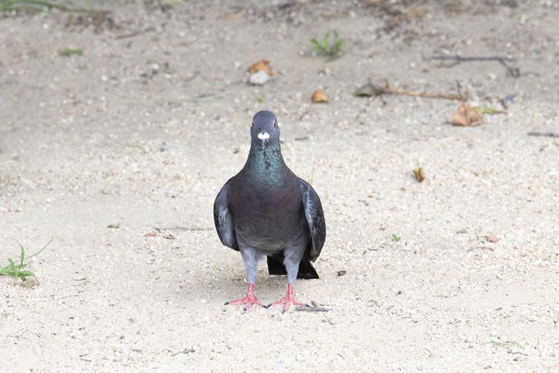 あっ、すみません。干支まだあいてますか？の写真