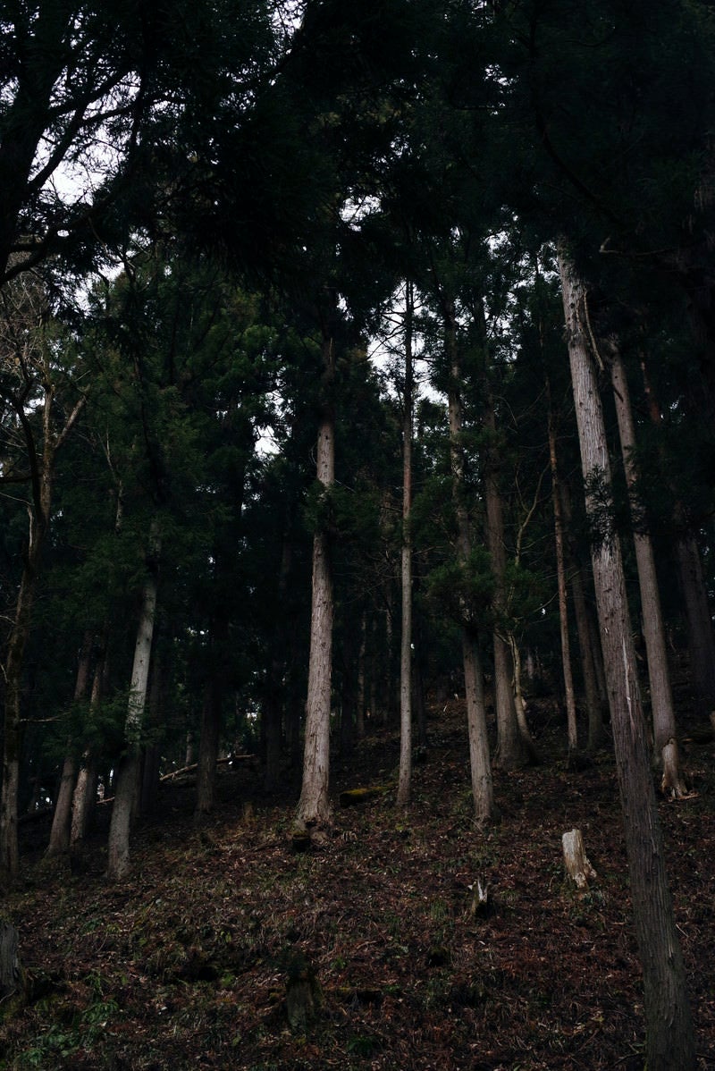 「杉林の中に浮かび上がる切り株」の写真