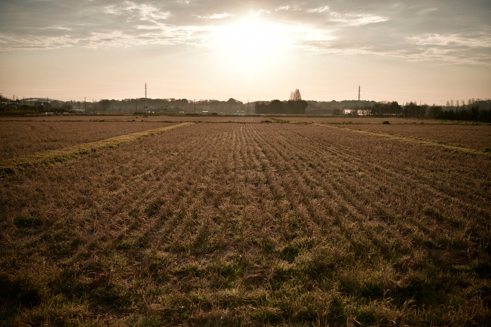 「枯れた稲畑を照らす朝日」の写真