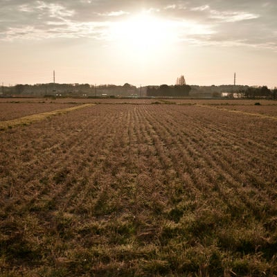 枯れた稲畑を照らす朝日の写真