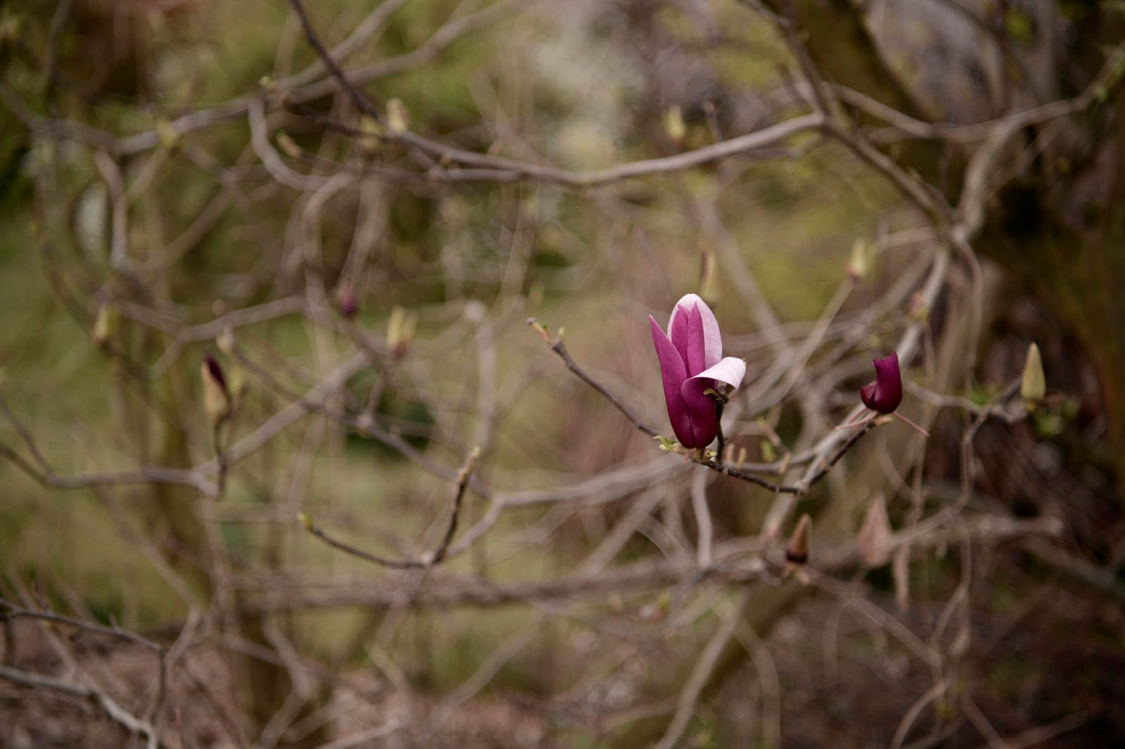「枯れ木の中に一輪だけ咲いた紫の木蓮」の写真