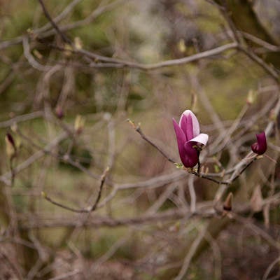 枯れ木の中に一輪だけ咲いた紫の木蓮の写真