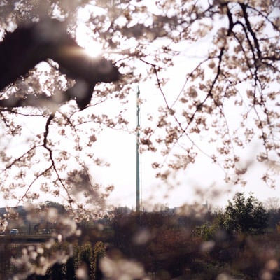 桜の奥に見える送電塔の写真