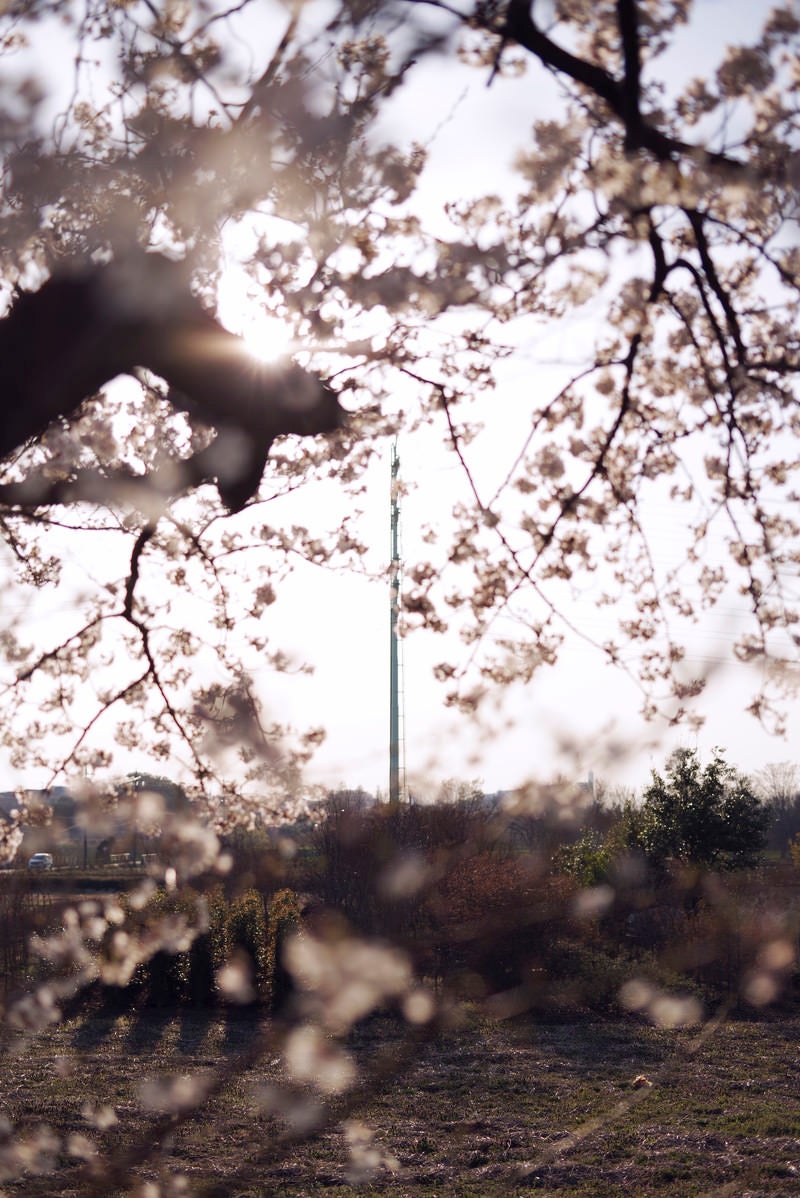 「桜の奥に見える送電塔」の写真