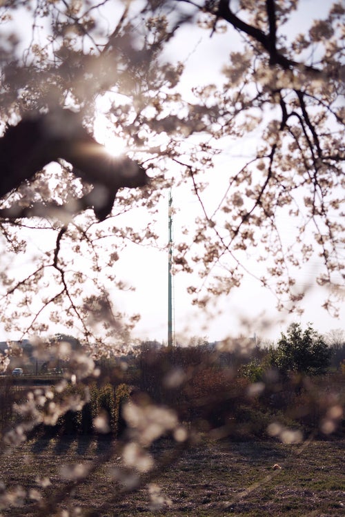桜の奥に見える送電塔の写真
