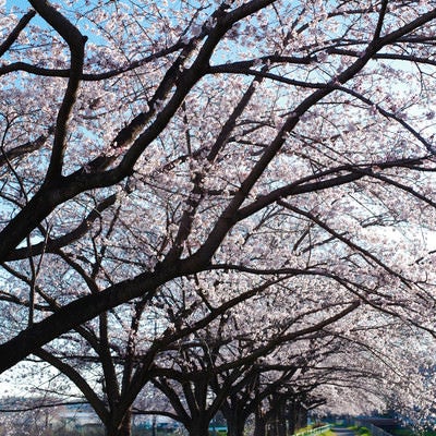 桜並木が続く見沼田んぼの用水路沿いの写真