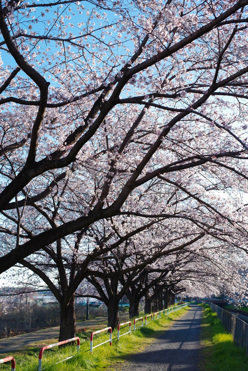 「桜並木が続く見沼田んぼの用水路沿い」の写真