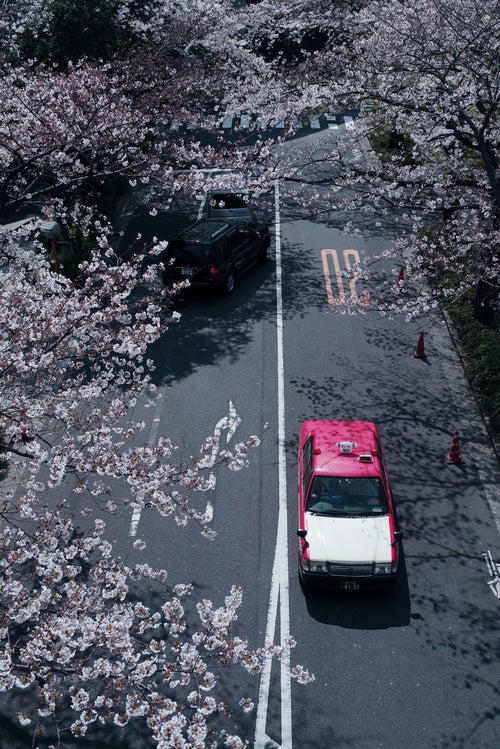 桜咲く道を走るタクシーの写真