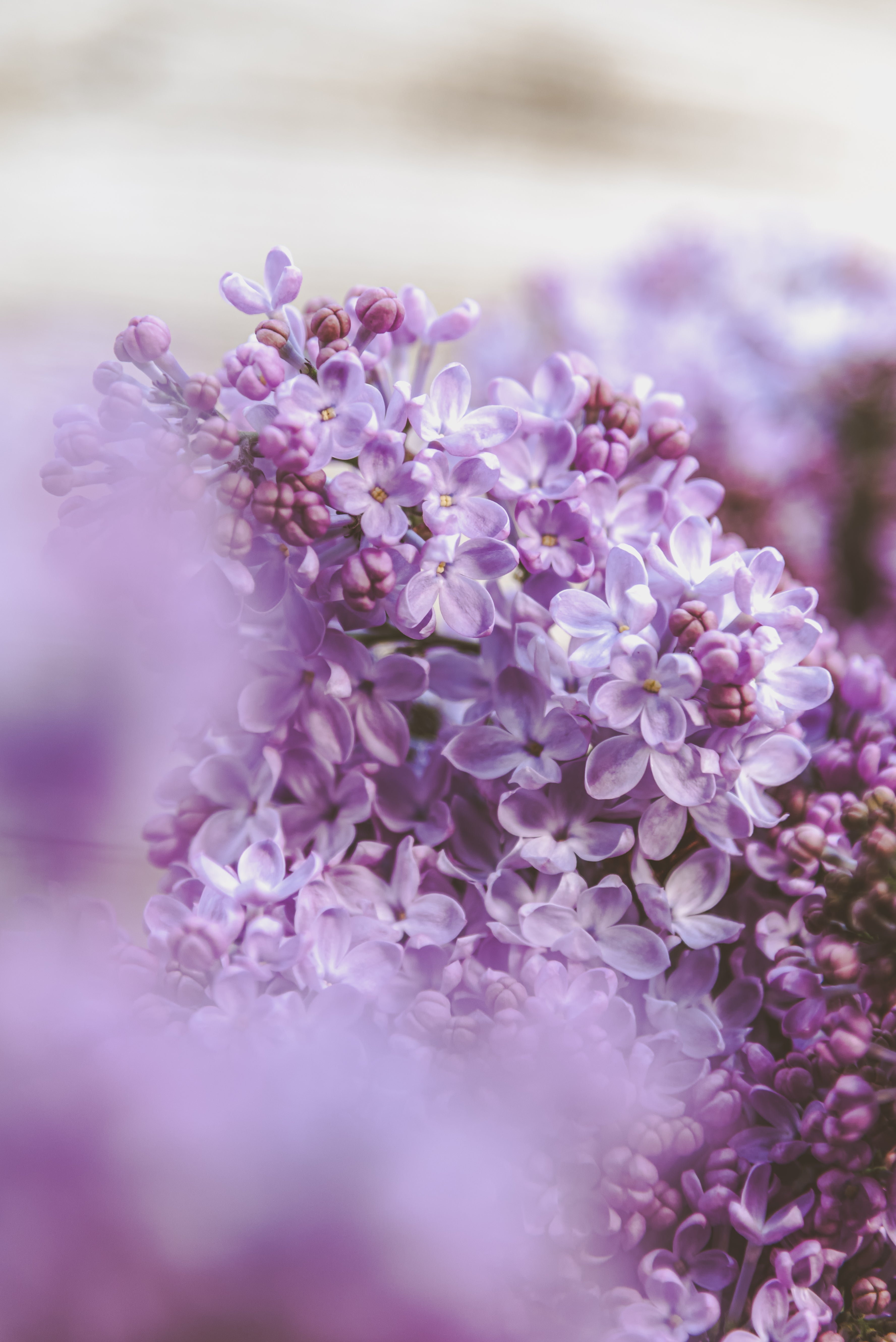 20ellyri529A.jpg?&download=1