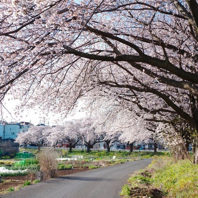 桜満開の朝の見沼田んぼの写真