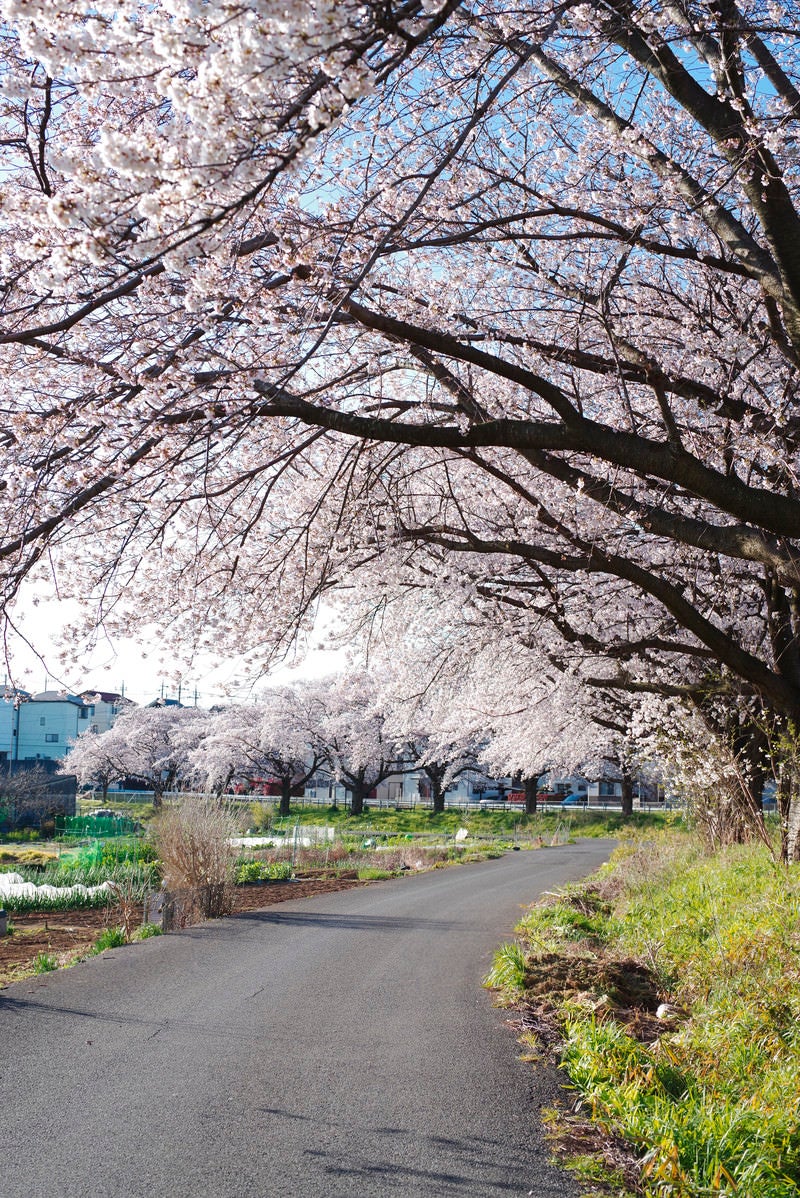 「桜満開の朝の見沼田んぼ」の写真