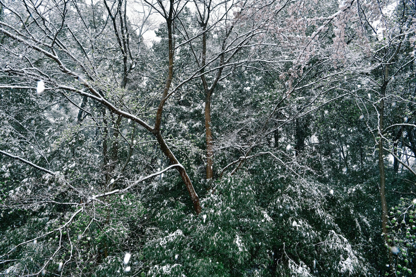 「森に降り積もる雪」の写真