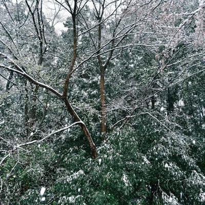 森に降り積もる雪の写真