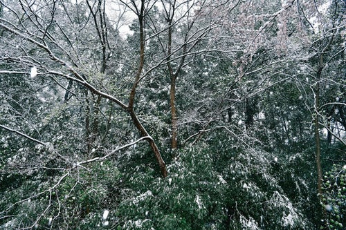 森に降り積もる雪の写真