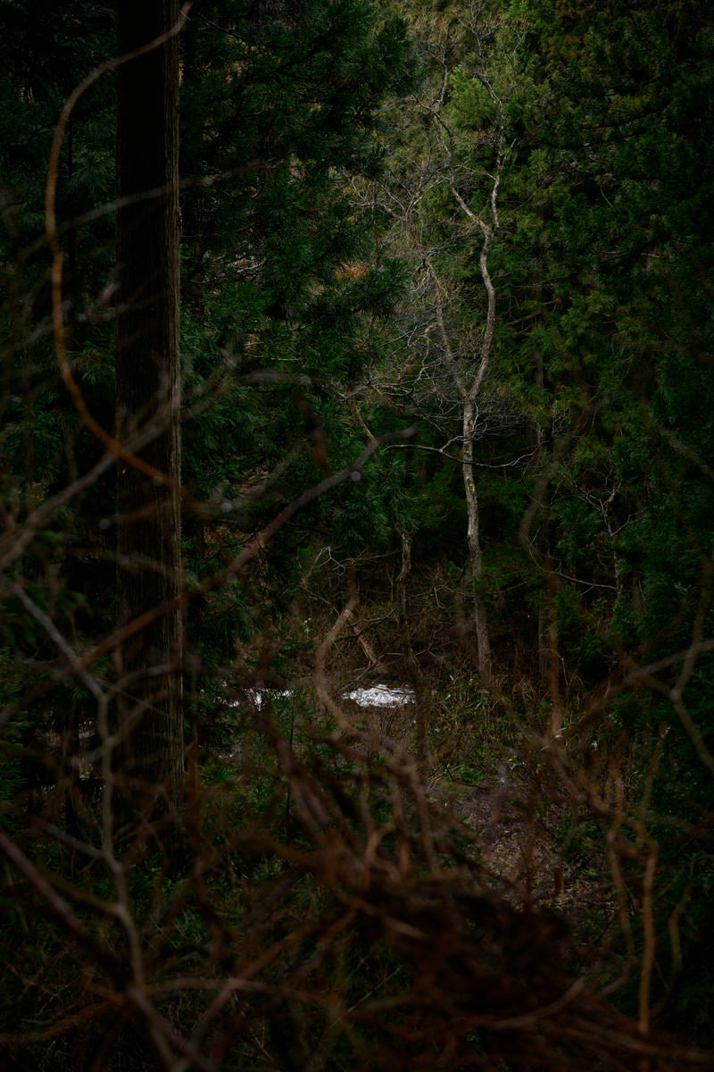 「森の奥で光を受ける一本の何でもない木」の写真