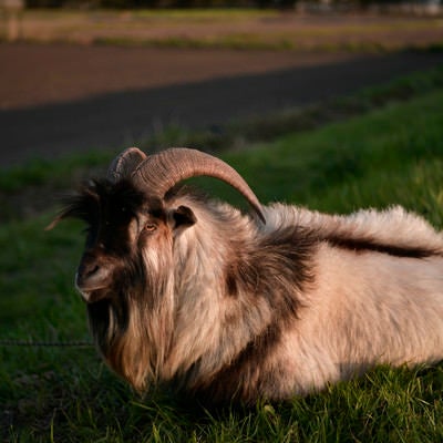河川敷でゆっくりと休んでいるヤギの写真