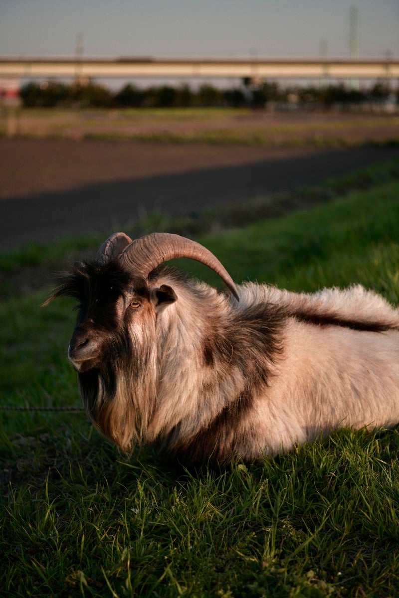 「河川敷でゆっくりと休んでいるヤギ」の写真