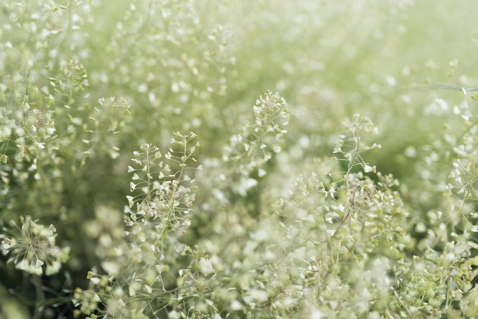「淡い春の光に包まれる足元の草」の写真