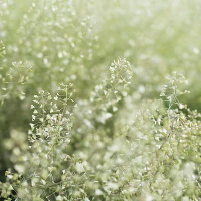 淡い春の光に包まれる足元の草の写真