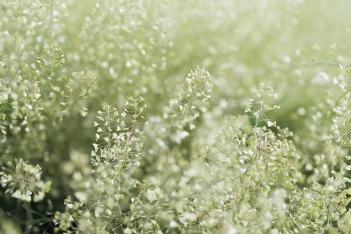 淡い春の光に包まれる足元の草の写真
