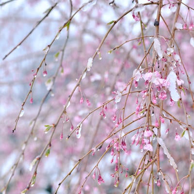 溶けゆく雪を纏ったしだれ桜の写真