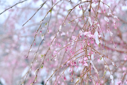 溶けゆく雪を纏ったしだれ桜の写真