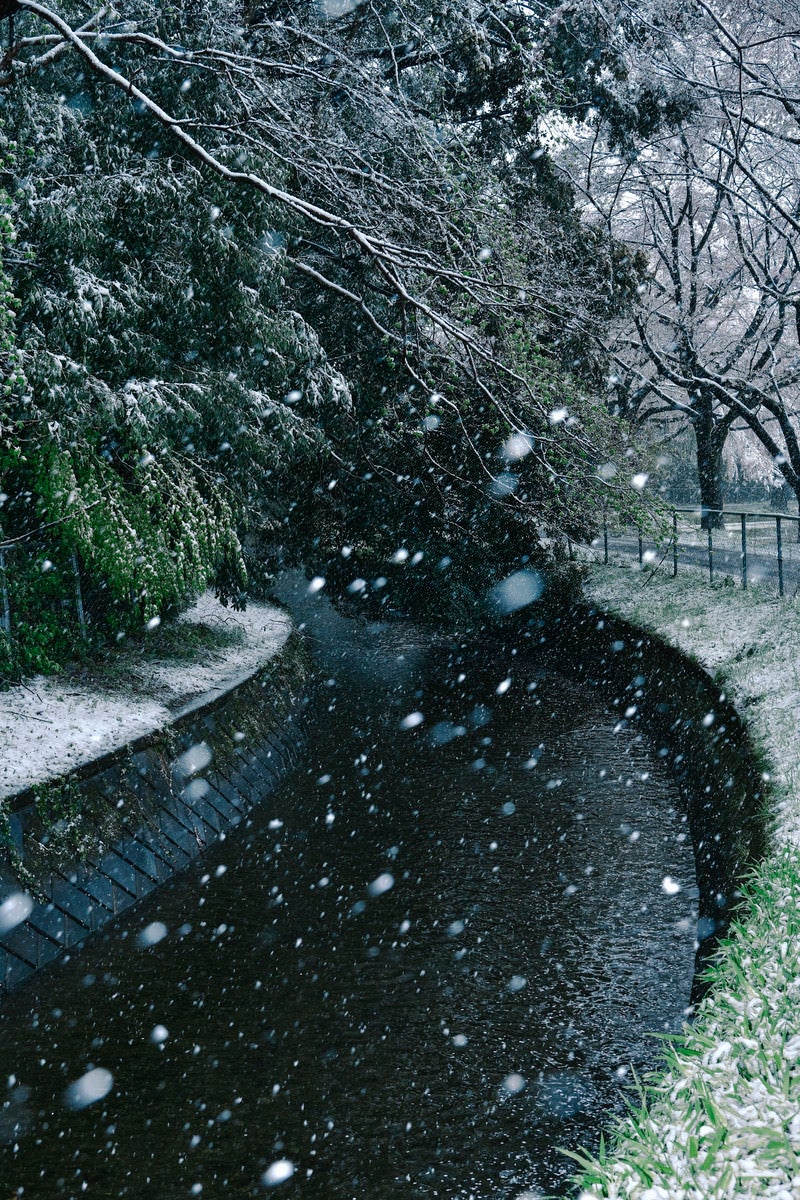 「用水路に降り注ぐ雪」の写真
