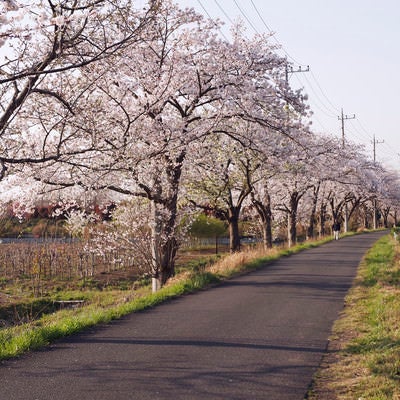 用水路沿いの桜並木（見沼田んぼ）の写真