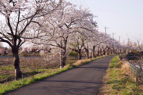 用水路沿いの桜並木（見沼田んぼ）の写真