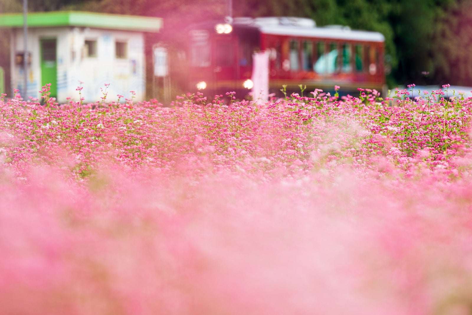 「秋田内陸線松葉駅の赤いそば畑」の写真