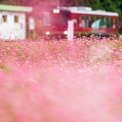 秋田内陸線松葉駅の赤いそば畑の写真