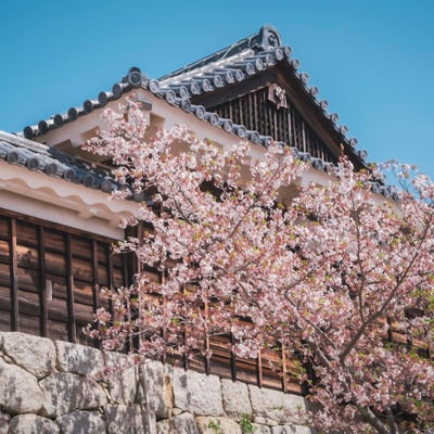 屋敷前の満開の桜の写真