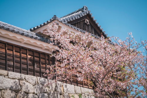屋敷前の満開の桜の写真