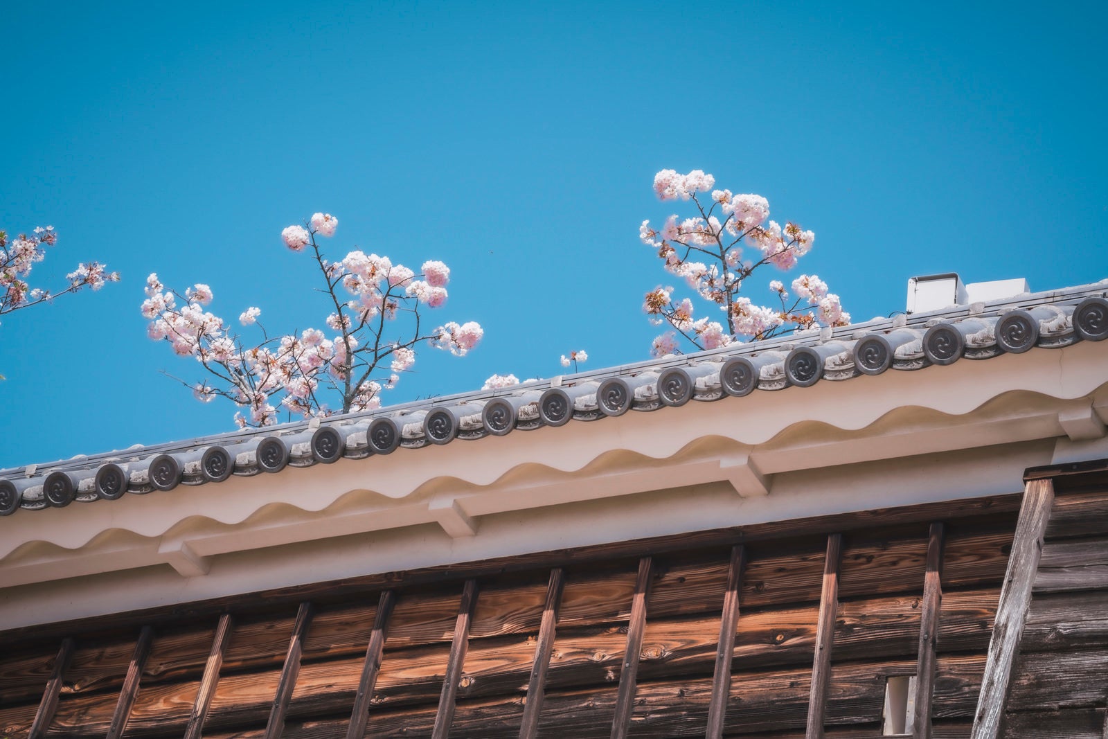 「瓦の上から顔を出す桜」の写真