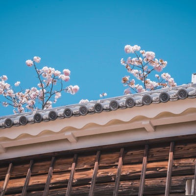 瓦の上から顔を出す桜の写真