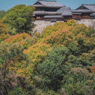 林に隠れる石垣上の日本家屋の写真